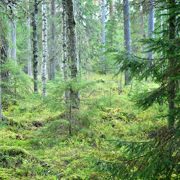 Scène de forêt de pins foncés — Photo