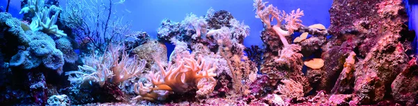 Marine aquarium on display in a zoo — Stock Photo, Image