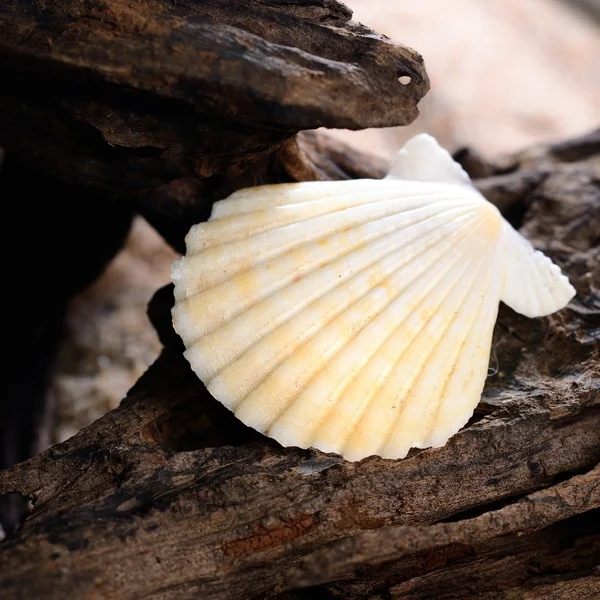 Conchiglia sulla corteccia di legno in spiaggia — Foto Stock