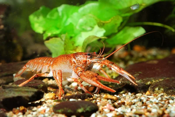 Cangrejo de río con garras estrechas Astacus leptodactylus en la naturaleza — Foto de Stock