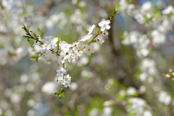 春天开花的树 — 图库照片
