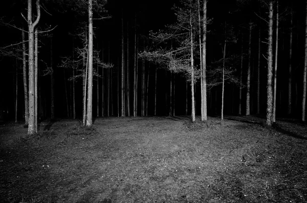 Bosque escena por la noche — Foto de Stock
