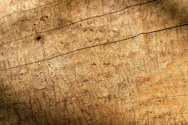 Cortiça de madeira. Textura da casca da árvore — Fotografia de Stock