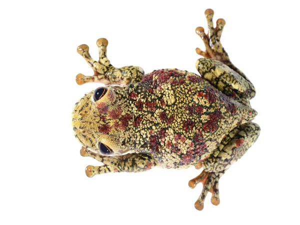 孤立的黑点乌龟壳为首的树蛙 trachycephalus nigromaculatus — 图库照片