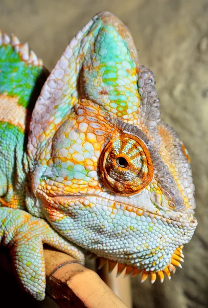 Chameleon close-up — Stock Photo, Image
