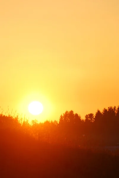 Early orange clear sunrise in the forest in summer — Stock Photo, Image