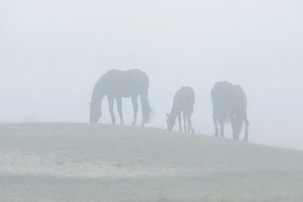 Pferdefamilie im Nebel — Stockfoto