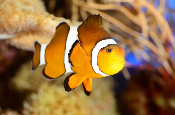 Клоунфіш у морському акваріумі — стокове фото