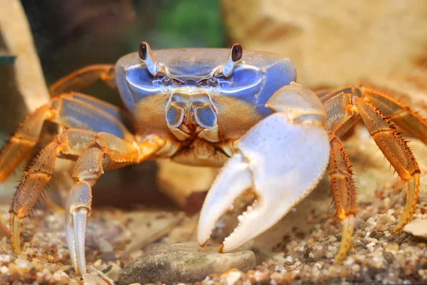 Rainbow crab — Stock Photo, Image