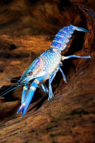 Écrevisses bleues australiennes colorées - cherax quadricarinatus en aquarium — Photo