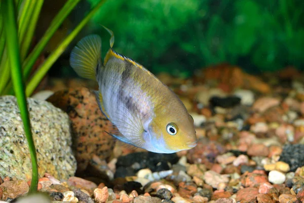 Cichlasoma sajica fish in aquarium — Stock Photo, Image