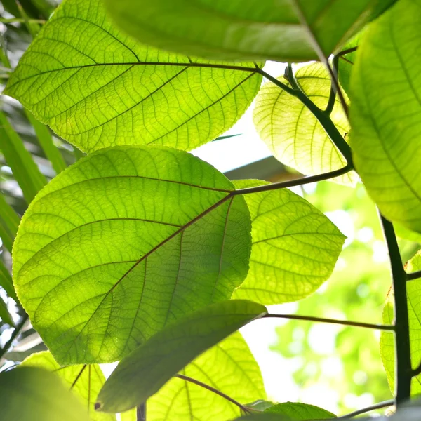 Green tropical plants close-up — Zdjęcie stockowe