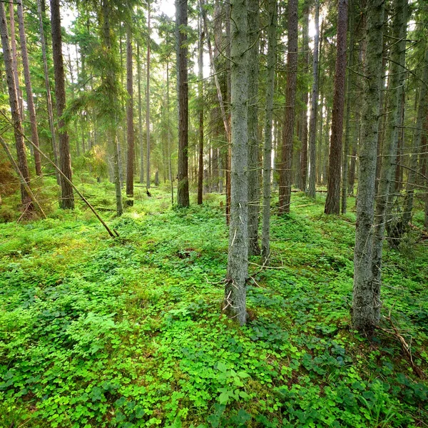 Pinheiro escuro cena floresta — Fotografia de Stock