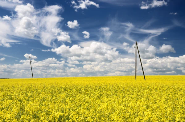 Yellow rapeseed field and electricity line in Latvia — Stock Photo, Image