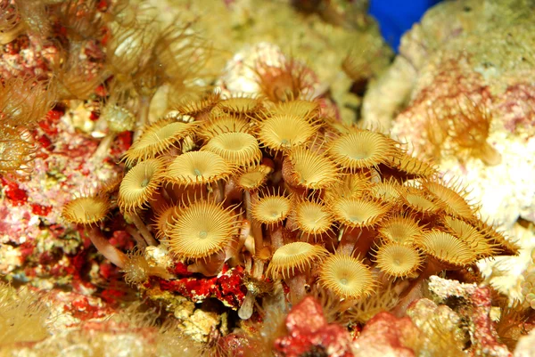 Zeeanemonen in marine aquarium — Stockfoto