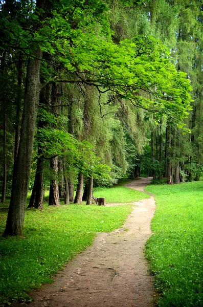 Floresta escura e uma estrada — Fotografia de Stock