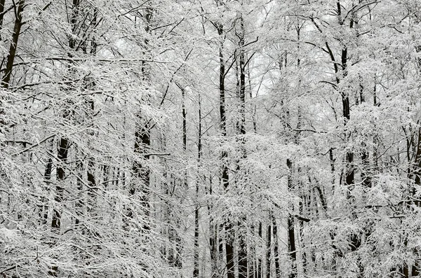 Cena de inverno com geada em árvores — Fotografia de Stock