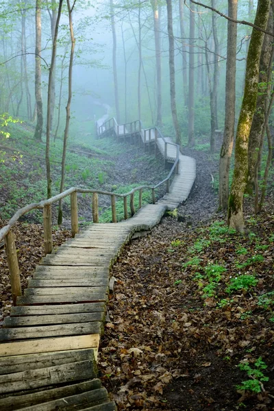 Escalera en el bosque desapareciendo en la niebla — Foto de Stock