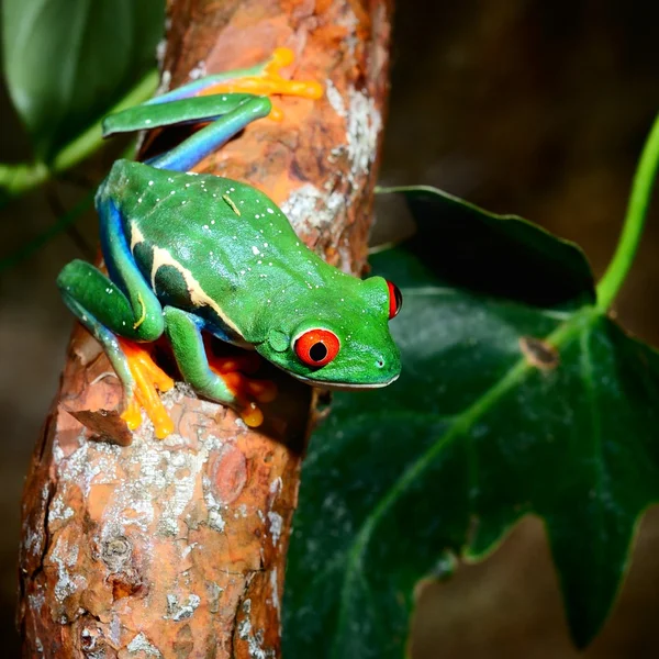 Red-eye tree frog Agalychnis callidryas in terrarium — Stock Photo, Image