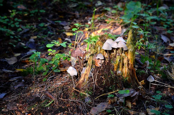 Pilze im Wald — Stockfoto