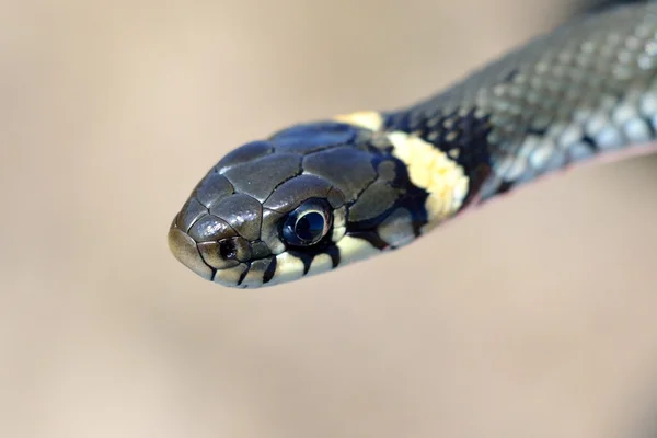 Cobra de grama close-up — Fotografia de Stock