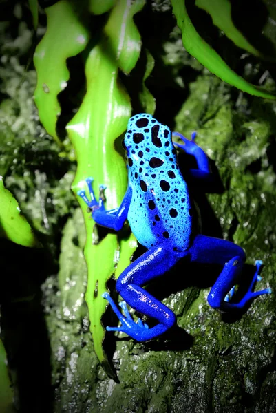 Grenouille bleue coloré, assis dans le terrarium — Zdjęcie stockowe