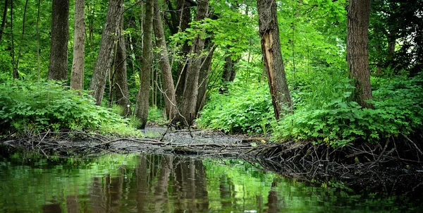 Forest river scene — Stock Photo, Image