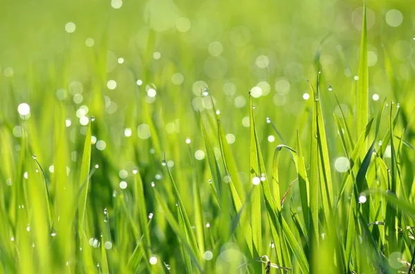 Świeża zielona trawa z kroplami wody zbliżenie — Zdjęcie stockowe