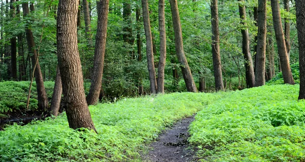 Floresta escura e uma estrada — Fotografia de Stock