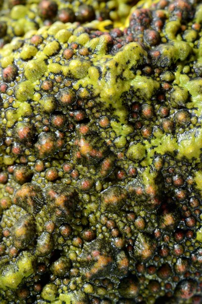 The Mossy Frog Theloderma corticale skin close-up — Stock Photo, Image