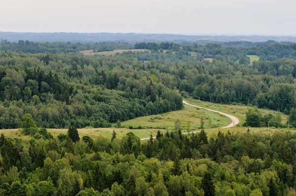 Forest heuvels bedekt met mist — Stockfoto