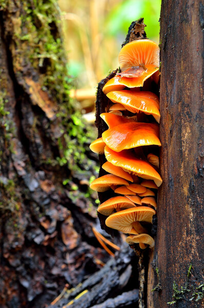 Mushrooms on a tree stump in the forest