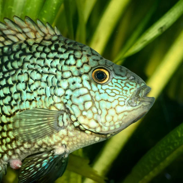 Akvaryumdaki tropikal balıklar — Stok fotoğraf