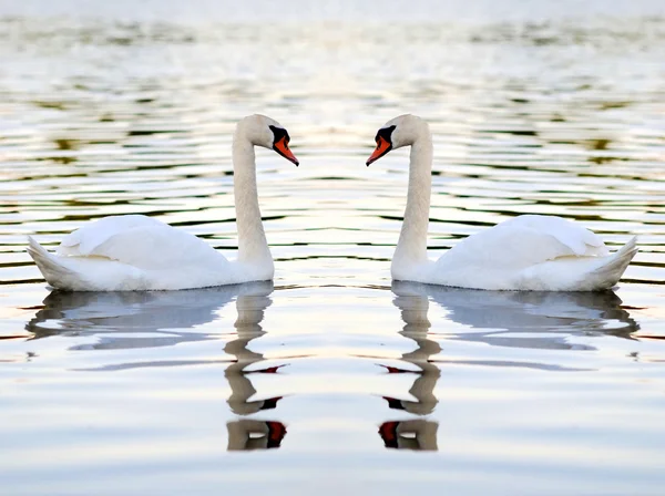 Cigno bianco — Foto Stock