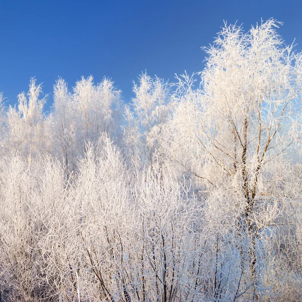 Paisagem de inverno com snoe árvores cobertas contra o céu azul — Fotografia de Stock