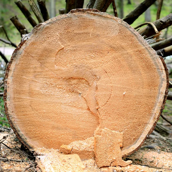 Ceppo di albero tagliato — Foto Stock