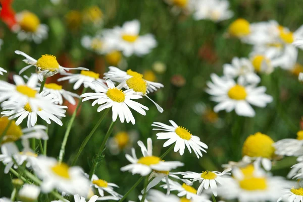 Fragmento de um campo de camomila com flores — Fotografia de Stock