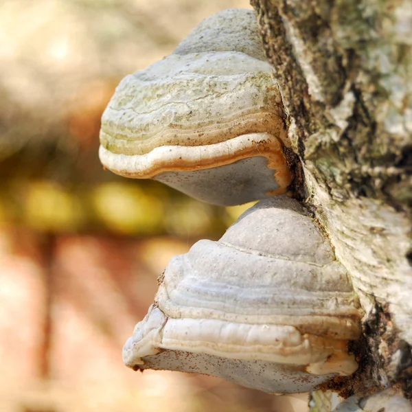 Funghi su un tronco d'albero nella foresta — Foto Stock