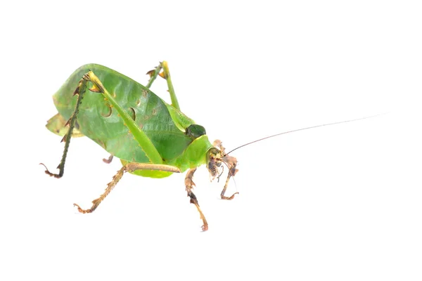 Zielony olbrzym katydid ancylecha fenestrate na białym tle — Zdjęcie stockowe