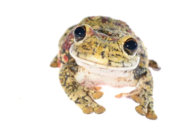 Black-spotted casque-headed tree frog Trachycephalus nigromaculatus isolated — Stock Photo, Image