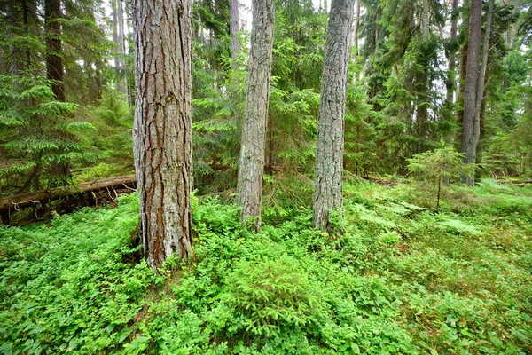 Dark pine forest scene — Stock Photo, Image