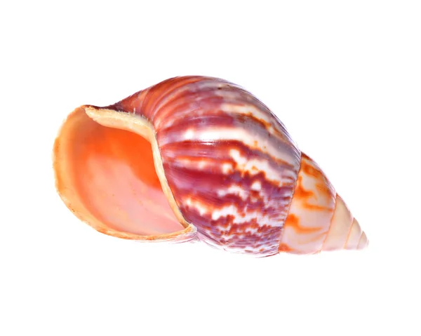 Mollusco marino conchiglia colorata isolato — Foto Stock