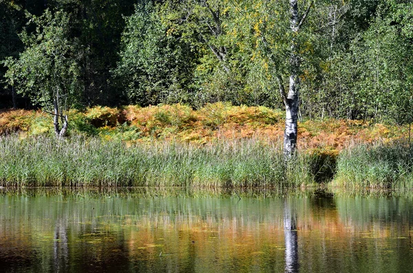 Őszén folyó és erdei jelenet — Stock Fotó