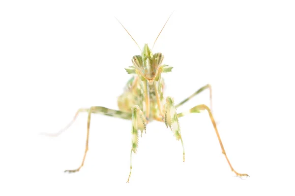 Mantis orante Blefaropsis mendica aislada — Foto de Stock