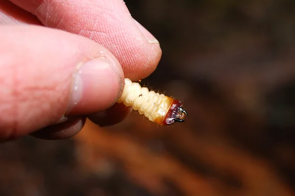 Larva de insetos — Fotografia de Stock