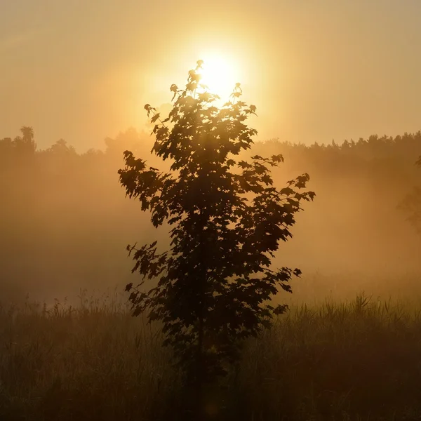 Sun and morning fog above the field in countryside area — Stock Photo, Image