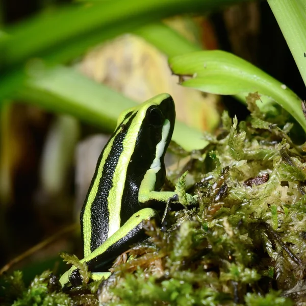 Terrarium içinde yeşil kurbağa — Stok fotoğraf