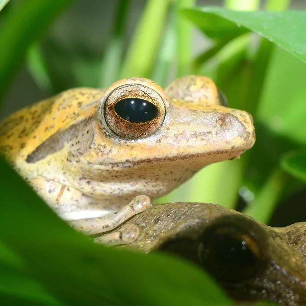 Rana colorida en terrario — Foto de Stock