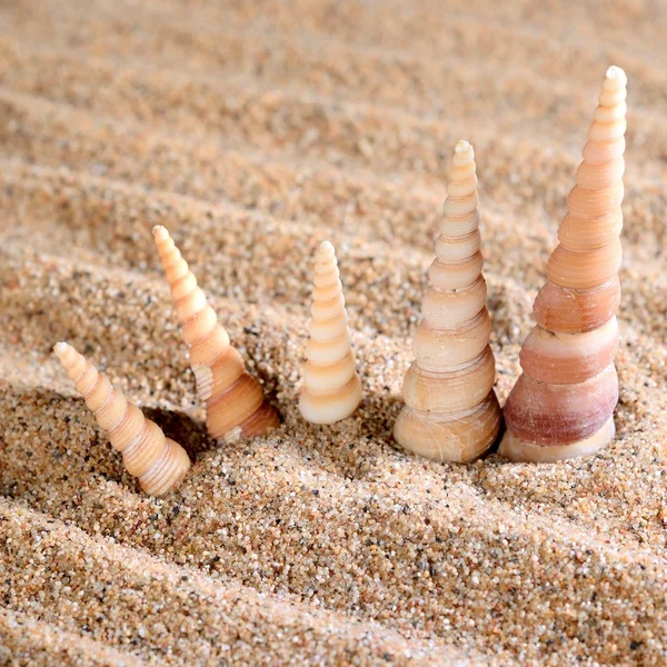 Sea shells on the sandy beach — Stock Photo, Image