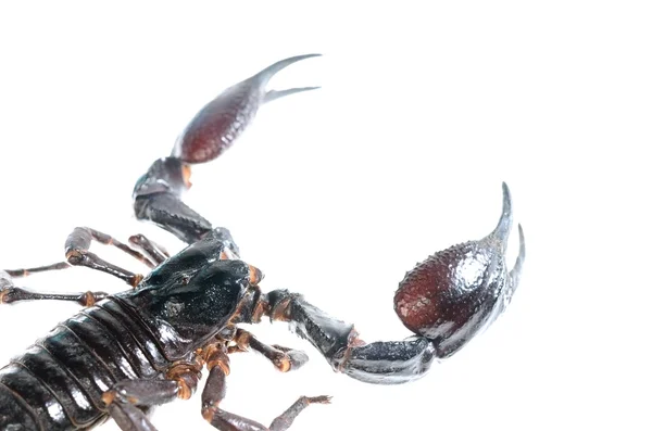 Scorpion (Heterometrus) izolované na bílém — Stock fotografie